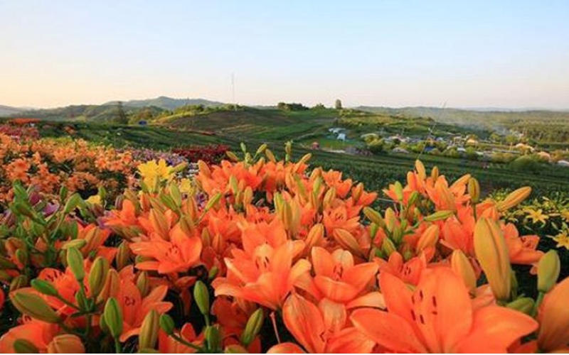 熱力開走！第七屆百合文化旅游節(jié)“百合之路”徒步大會舉行